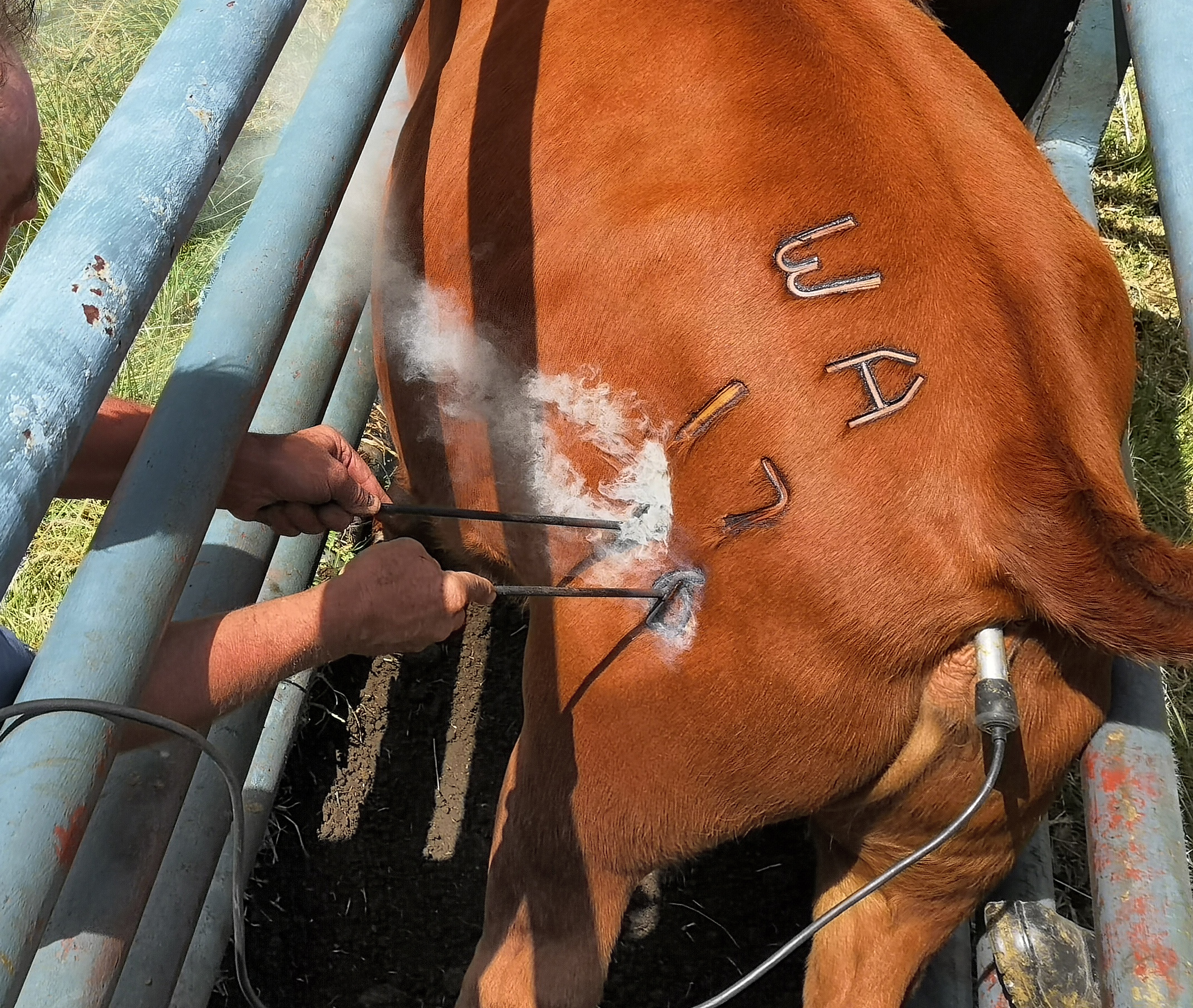 cattle branding iron