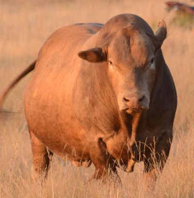 tuli cattle