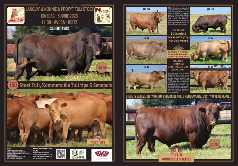Tuli Cattle Auction - June 6, 2023