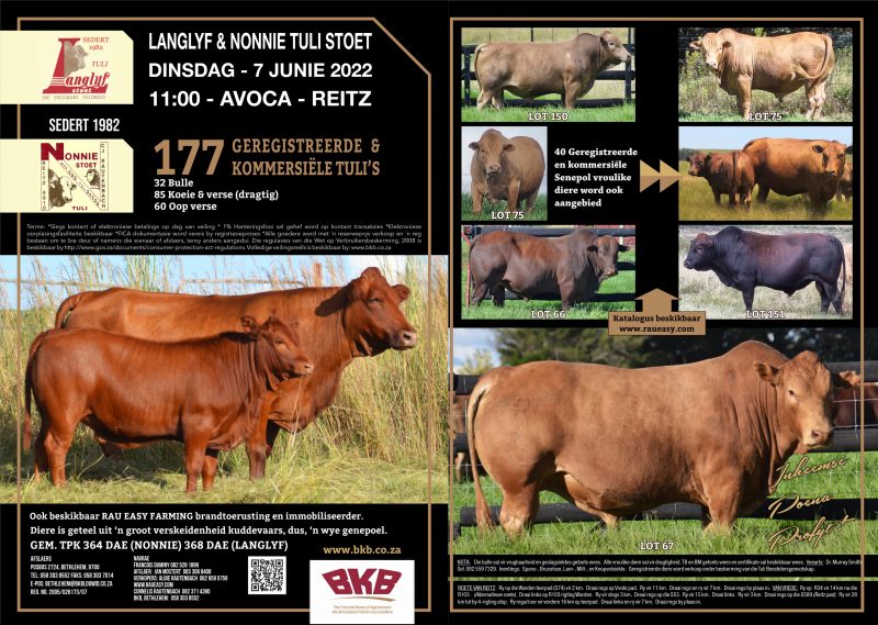 Tuli Cattle Auction - June 7, 2022